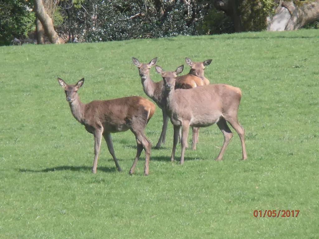 Larkfield House B&B, Ballycasheen Kerry V93 Wd51 Killarney